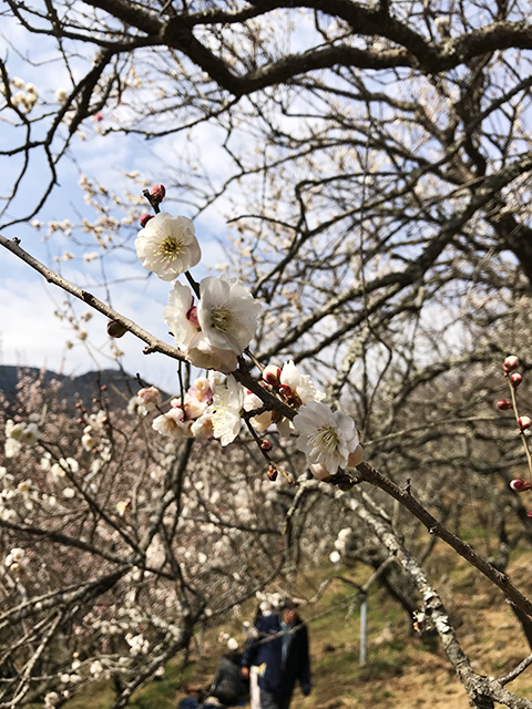 山部の活動2019  湯河原・幕山