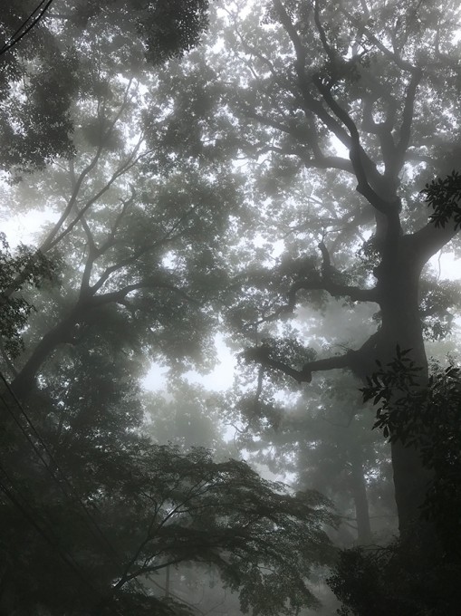 山部 霧の高尾山